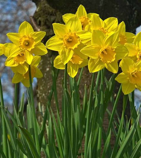 what flowers are similar to daffodils
